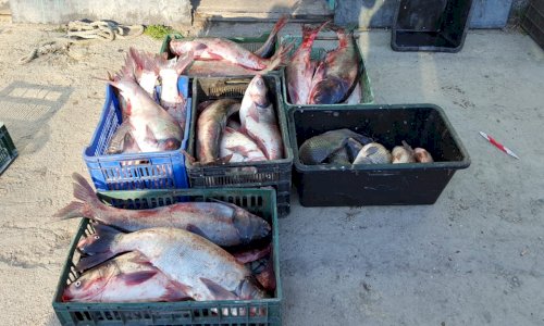 Peste 200 kg peşte, confiscate de polițiștii de frontieră
