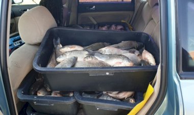 Peste 200 kg peşte, confiscate de polițiștii de frontieră